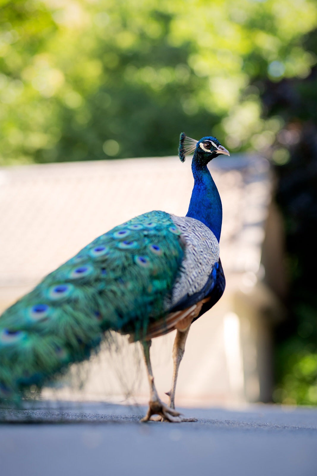 Pfau mit blauem Hals und grünem Gefieder vor unscharfem Laub